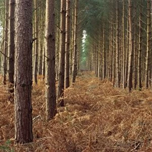 Pine trees in rows, Norfolk Wood, Norfolk, England, United Kingdom, Europe