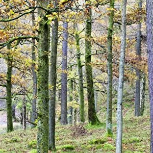 Pine trees in woodland near Grange, Borrowdale, Lake District National Park, Cumbria, England, United Kingdom, Europe