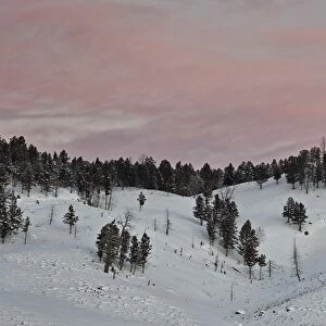 Pink clouds at dawn in the winter, Yellowstone National Park, UNESCO World Heritage Site