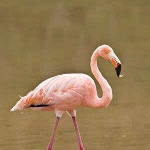 Pink flamingo (Phoenicopterus ruber), Cormorant Point, Isla Santa Maria (Floreana Island)