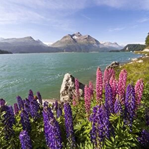 Pink and purple lupins blooming by Lake Sils in Engadine, not far from Saint Moritz, Graubunden, Switzerland, Europe