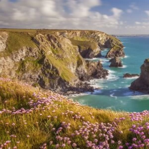 Pink thrift flowers, Bedruthan Steps, Newquay, Cornwall, England, United Kingdom, Europe