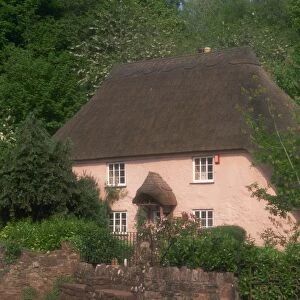 Pink washed thatched cottage at Widecombe, near Torquay, Devon, England