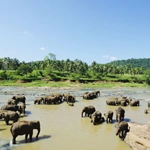 Pinnewala Elephant Orphanage near Kegalle, Hill Country, Sri Lanka, Asia