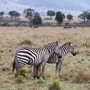 Plains zebra (Equus quagga), Masai Mara, Kenya, East Africa, Africa