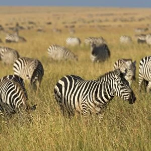 Plains zebras (Equus quagga), Masai Mara, Kenya, East Africa, Africa