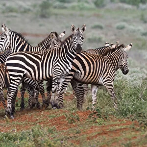 Plains zebras (Equus quagga), Tsavo, Kenya, East Africa, Africa