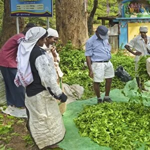Plantation Tamil women bagging and weighing prized Uva tea by a temple near Ella in the Central Highlands, Ella, Sri