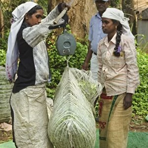 Plantation Tamil women weighing prized Uva tea in the Namunukula Mountains near Ella