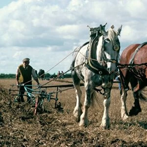 Ploughing with shire horses, Derbyshire, England, United Kingdom, Europe