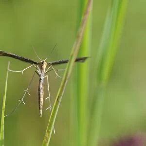 Plume moth (Stenoptilia bipunctidactyla) on grass, Wiltshire, England