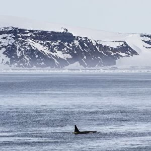A pod of Big Type B killer whales (Orcinus orca) in Antarctic Sound, Antarctica, Southern Ocean, Polar Regions
