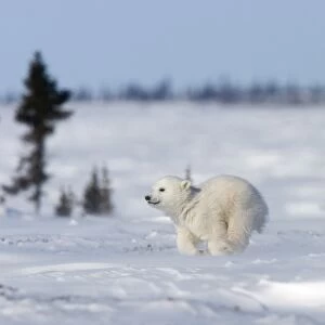 Polar Bear Cub, (Ursus maritimus), Churchill, Manitoba, Canada