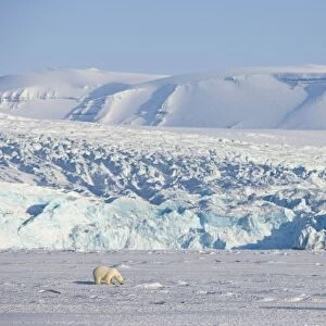 Polar bear in front of the glacier, Billefjord, Svalbard, Spitzbergen, Arctic