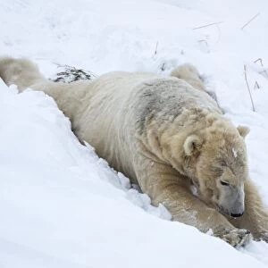 Polar bear (Ursus maritimus) male, captive, Highland Wildlife Park, Kingussie, Scotland