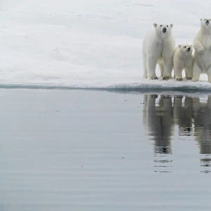 Polar bear (Ursus maritimus), mother and two cubs on an ice floe in the fog in Davis Strait, Nunavut, Canada, North America