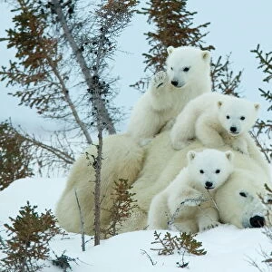 Polar bear (Ursus maritimus) mother with triplets, Wapusk National Park