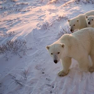 Polar bears (Ursus maritimus), Churchill, Hudson Bay, Manitoba, Canada, North America
