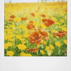 Polaroid of field of poppies and yellow wild flowers