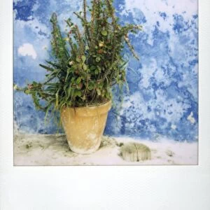 Polaroid of plant pot against bluewashed wall