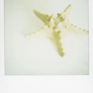 Polaroid of starfish on white background