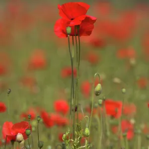 Poppies, Papaver rhoeas, United Kingdom, Europe