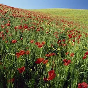 Poppy field near Montalcino