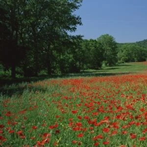 Poppy field near Montechiello