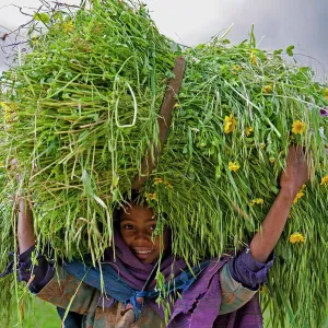 Portait of local girl carrying a large bundle of wheat and yellow Meskel flowers