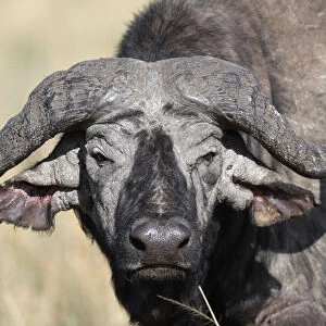 Portrait of an African buffalo, Masai Mara Game Reserve, Kenya, East Africa, Africa