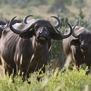 Portrait of an African buffalo (Syncerus caffer) looking at the camera, Tsavo, Kenya