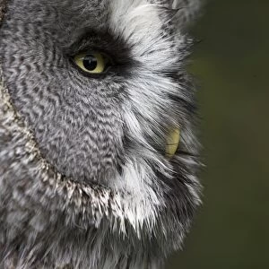 Portrait of a great grey owl (Strix nebulosa), captive, United Kingdom, Europe