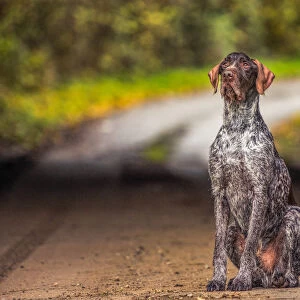 Portrait of a Pointer sitting in the afternoon sunlight, United Kingdom, Europe