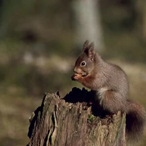 Portrait of a red squirrel