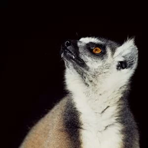 Portrait of a ring-tailed Lemur (Lemur catta), Berenty, Southern Madagascar, Africa