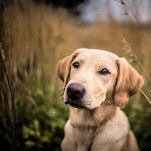 Portrait of a young Golden Labrador sitting in a field, United Kingdom, Europe