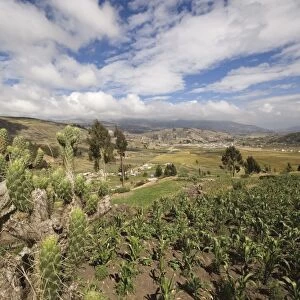 Prickly pear cactus and maize field and view north east towards Riobamba from the Colta Lake district, Riobamba, Chimborazo Province, Central Highlands, Ecuador