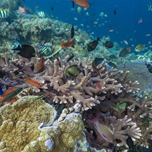 A profusion of coral and reef fish on Batu Bolong, Komodo Island National Park, Indonesia, Southeast Asia, Asia