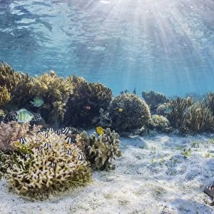 A profusion of hard and soft corals on Sebayur Island, Komodo National Park, Flores Sea