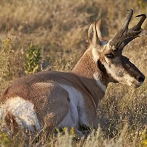 Pronghorn (Antilocapra americana) buck, Custer State Park, South Dakota, United States of America, North America