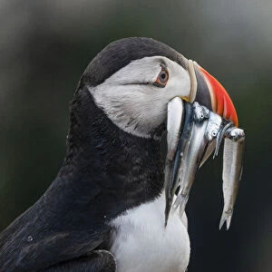 Puffin with eels in the rain on Skomer, Wales, United Kingdom, Europe