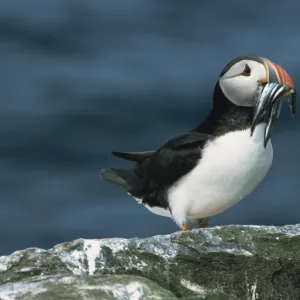 Puffin with sandeels in bill, Farne Islands, Northumberland, England, United Kingdom