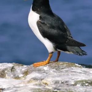 A puffin standing on rock, Farne Islands, Northumberland, England, UK