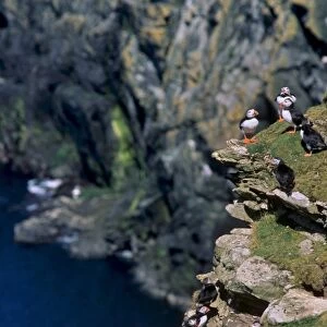 Puffins on cliffs