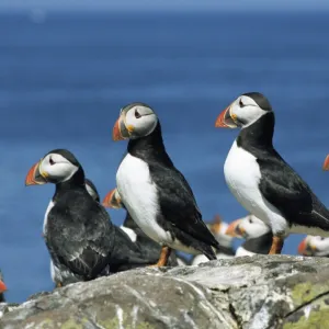 Puffins (Fratercula arctica), Farne Islands, off Northumbria, England, United Kingdom