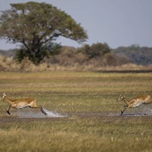 Puku (Kobus vardonii), Busanga Plains, Kafue National Park, Zambia, Africa