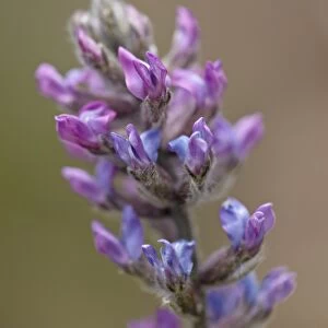 Purple Loco (Lamberts Loco) (Colorado Loco) (Oxytropis lambertii)