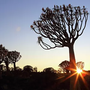 Quiver Tree Forest, Keetmanshoop, Southern Namibia, Africa