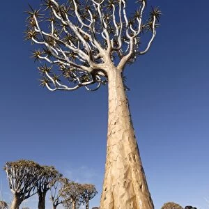 Quiver tree, Keetmanshoop, Namibia, Africa