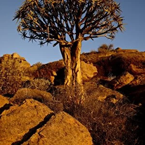 Quiver Tree (Kokerboom) (Aloe dichotoma) at sunset, Namakwa, South Africa, Africa